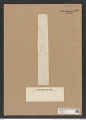 Chaetoceros denticulatus Lauder (de-Toni-Nr.: Genus 149, Species 4131) Zeichnungen Sammlung Grunow Nr. 7686 (NHMW-BOT-W0376883)